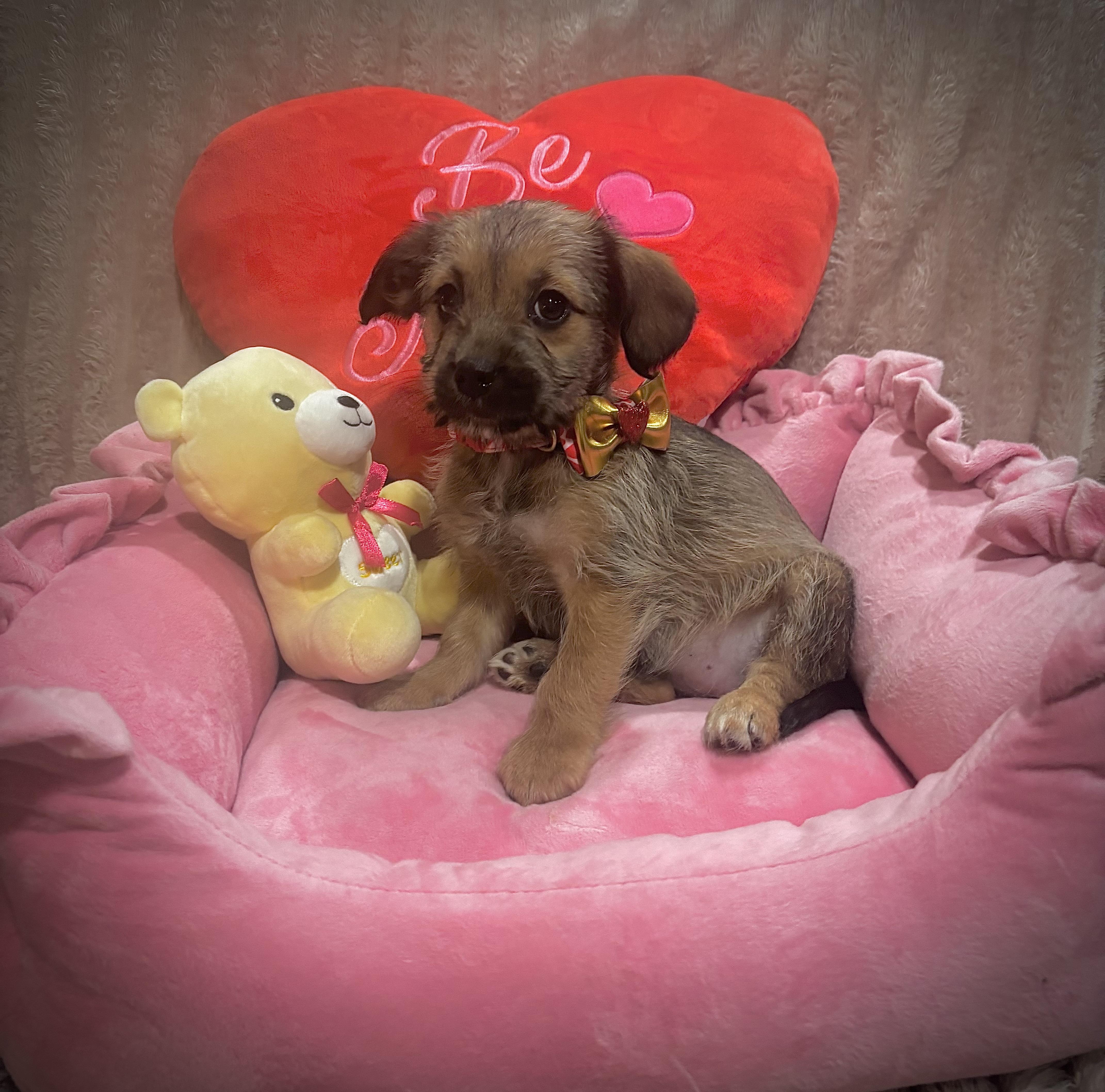 Enlarge Selena Gomez, an adopted mixed breed in Foster, OR image 2/6