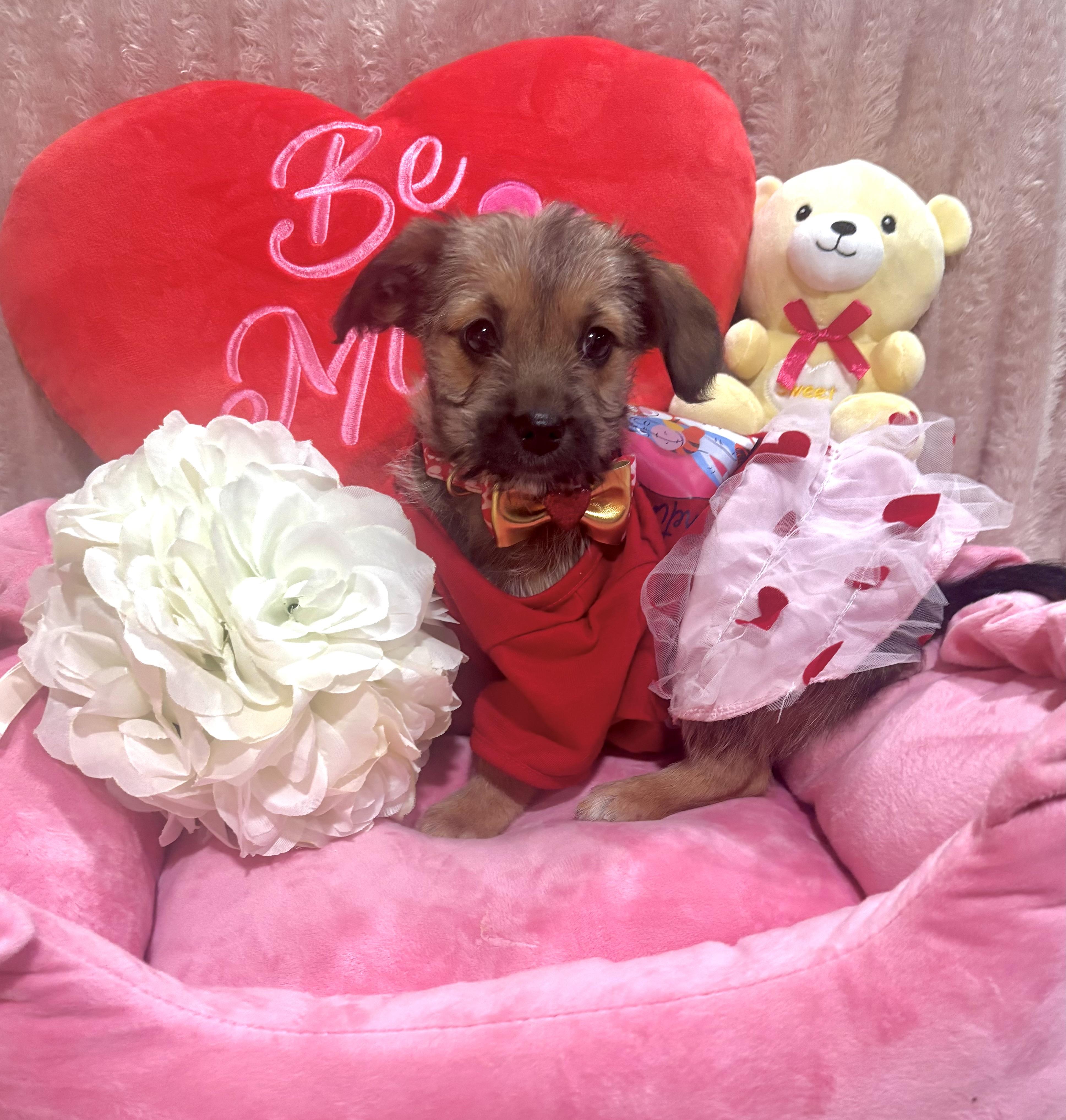 Selena Gomez, adopted, Puppy Female Terrier & Chihuahua.