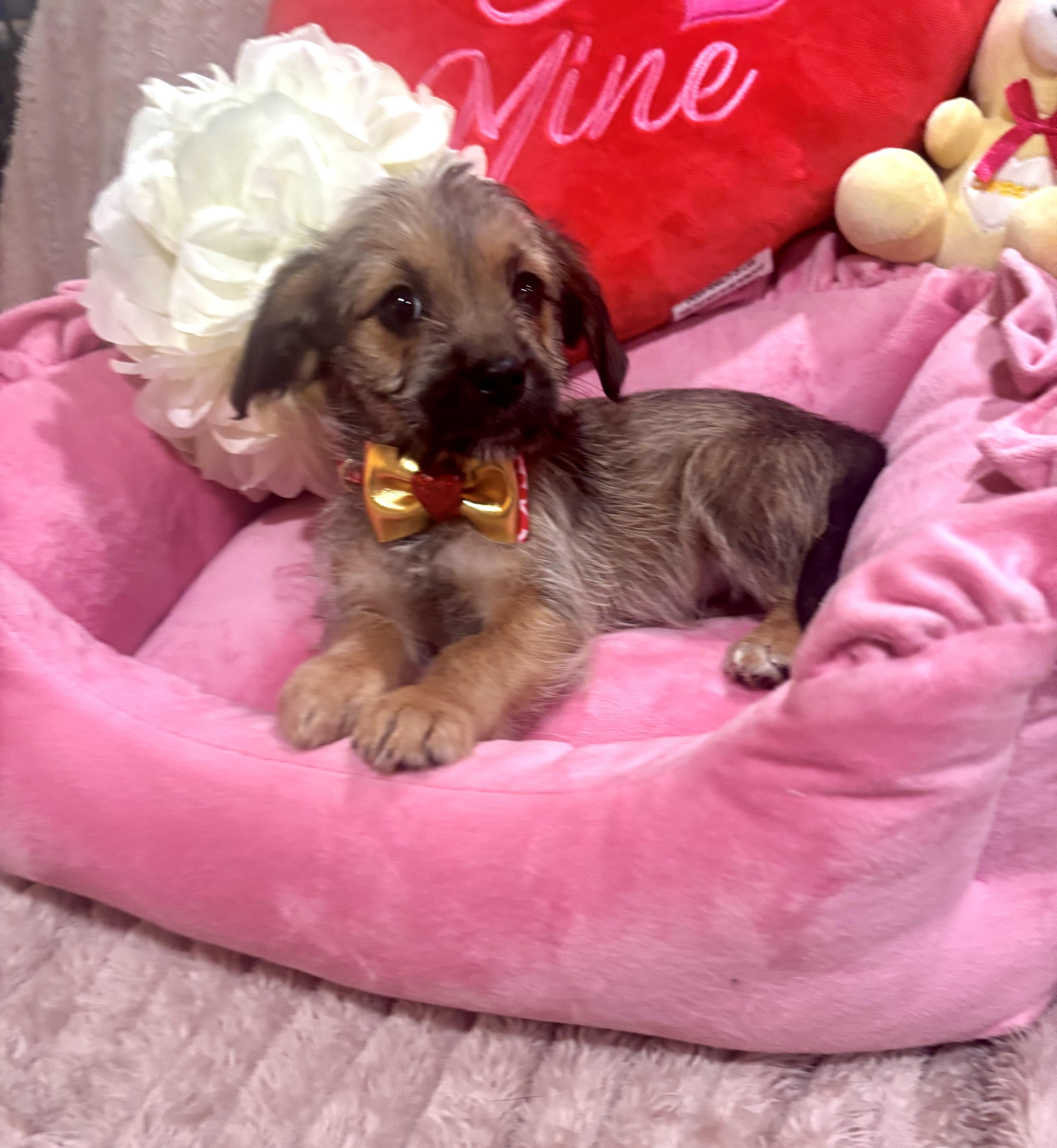 Enlarge Selena Gomez, an adopted mixed breed in Foster, OR image 5/6