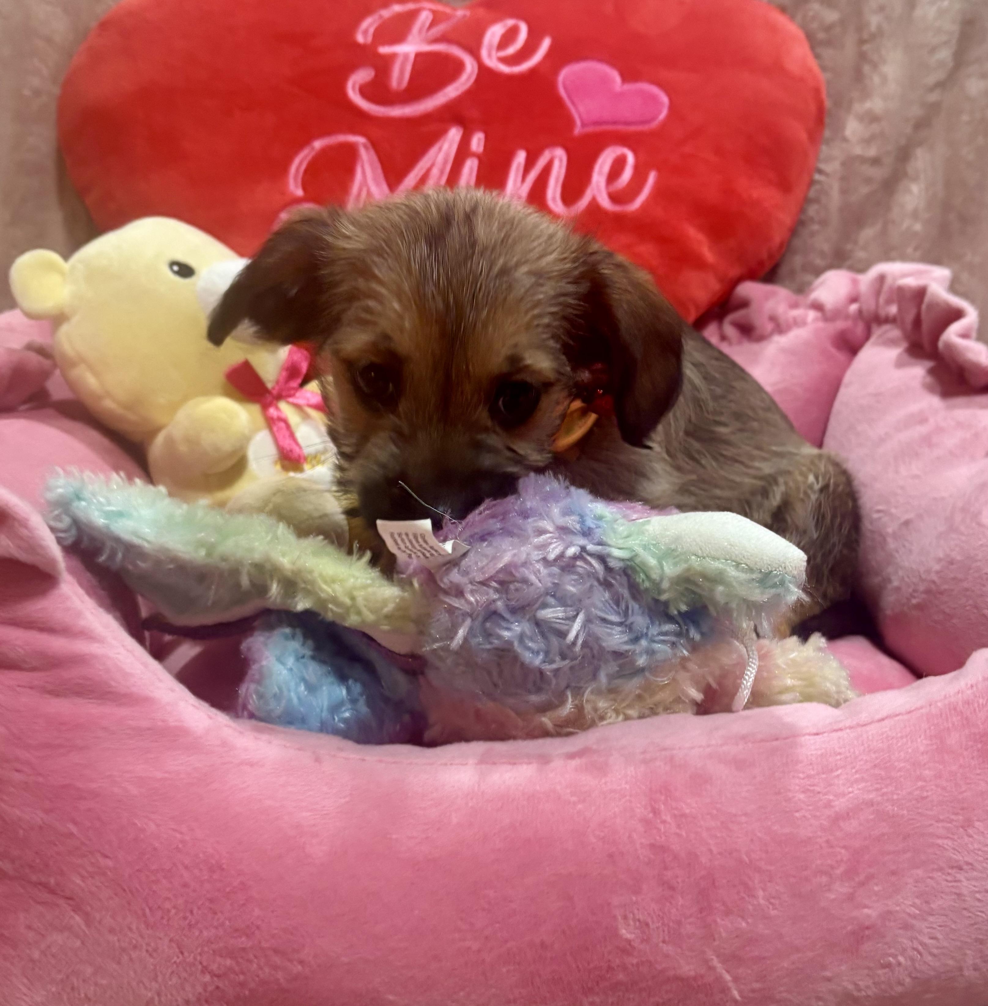 Enlarge Selena Gomez, an adopted mixed breed in Foster, OR image 4/6