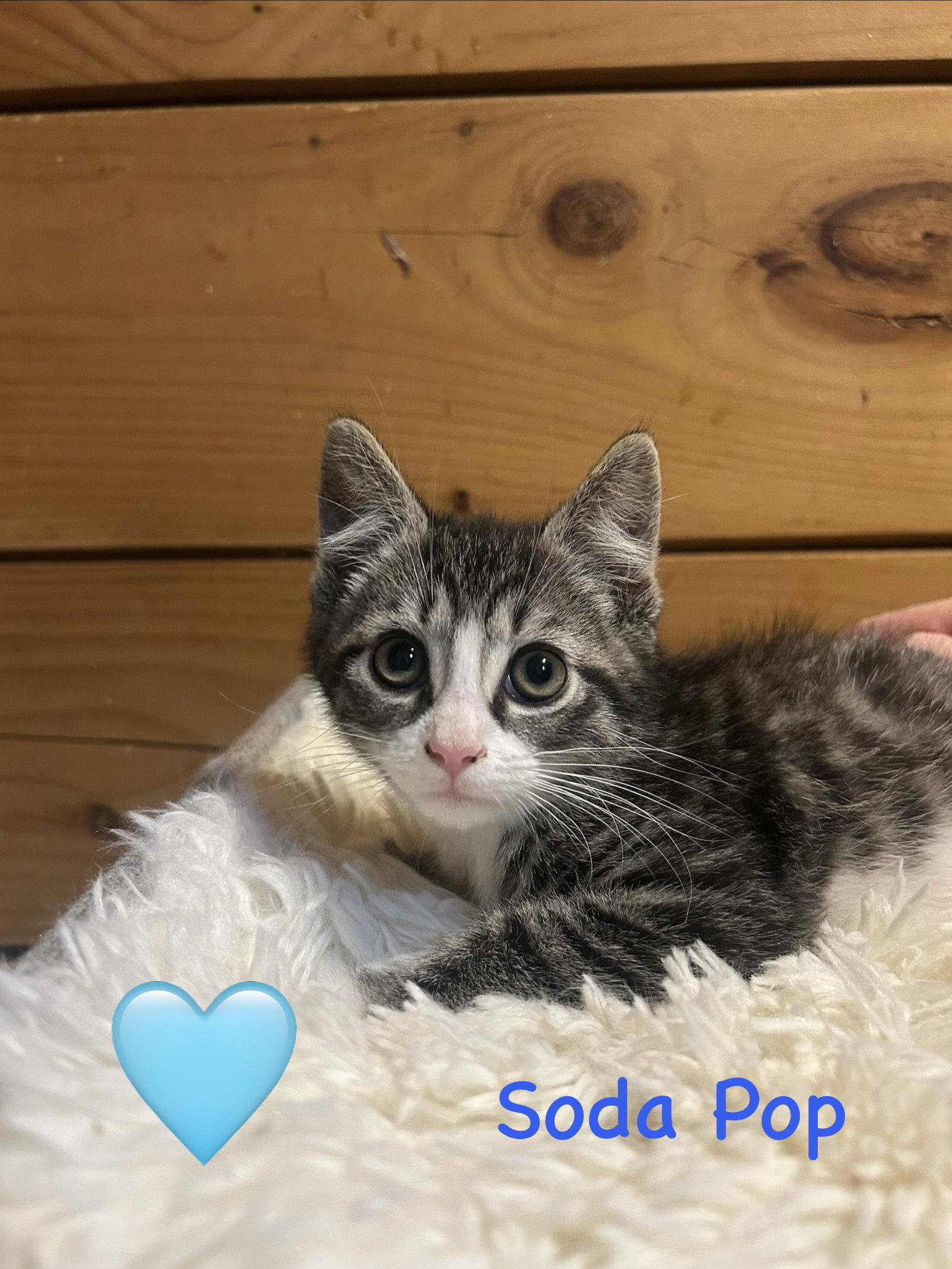 Soda Pop, Adoptable, Kitten Male Domestic Short Hair.