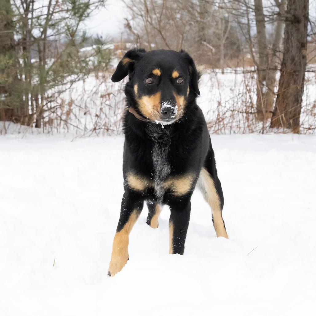 Enlarge Bella, a Adoptable Mixed Breed in Erie, PA image 1/6