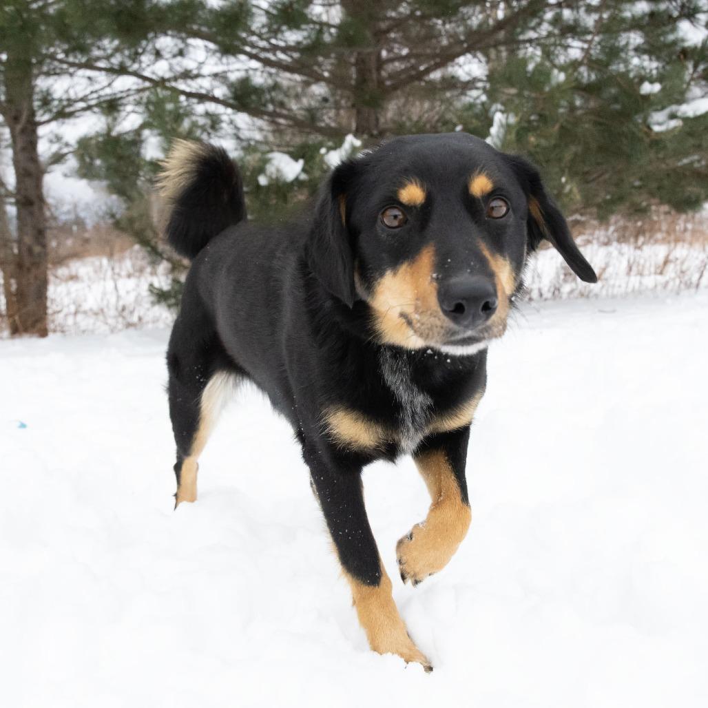Enlarge Bella, a Adoptable Mixed Breed in Erie, PA image 2/6