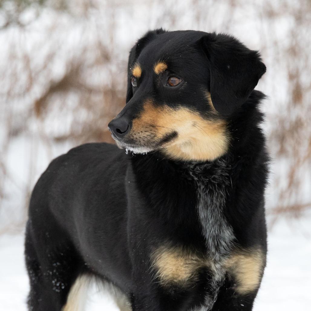 Enlarge Bella, a Adoptable Mixed Breed in Erie, PA image 3/6