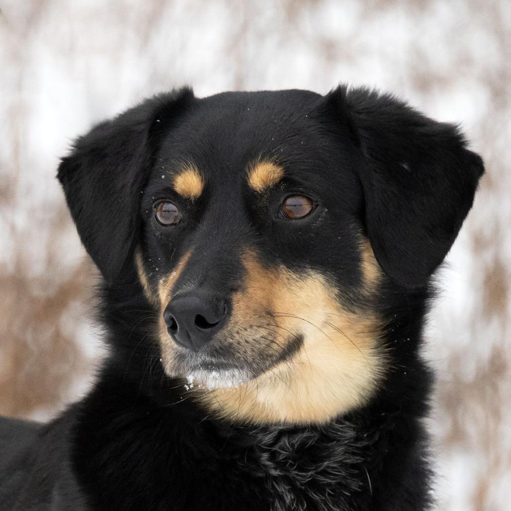 Enlarge Bella, a Adoptable Mixed Breed in Erie, PA image 4/6