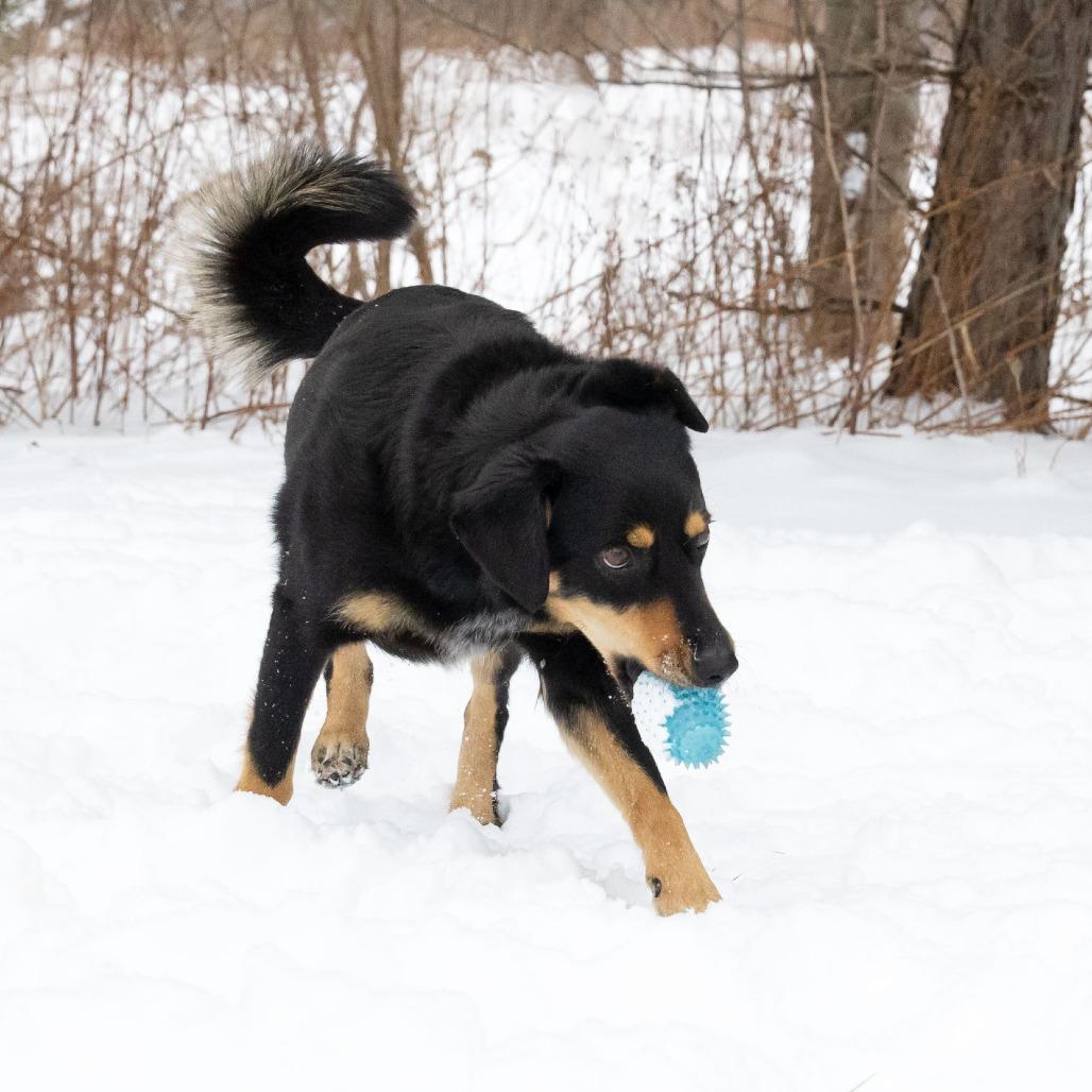 Enlarge Bella, a Adoptable Mixed Breed in Erie, PA image 5/6
