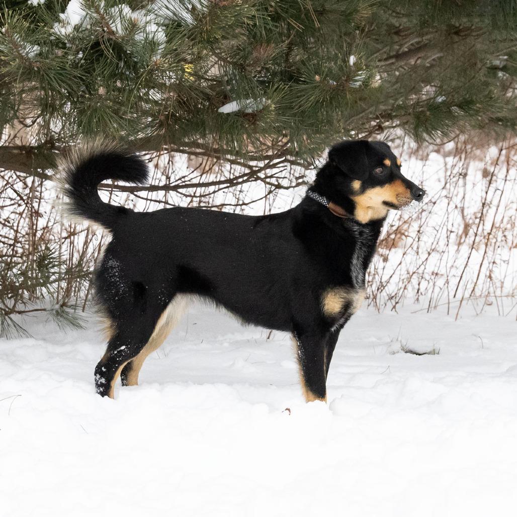Enlarge Bella, a Adoptable Mixed Breed in Erie, PA image 6/6