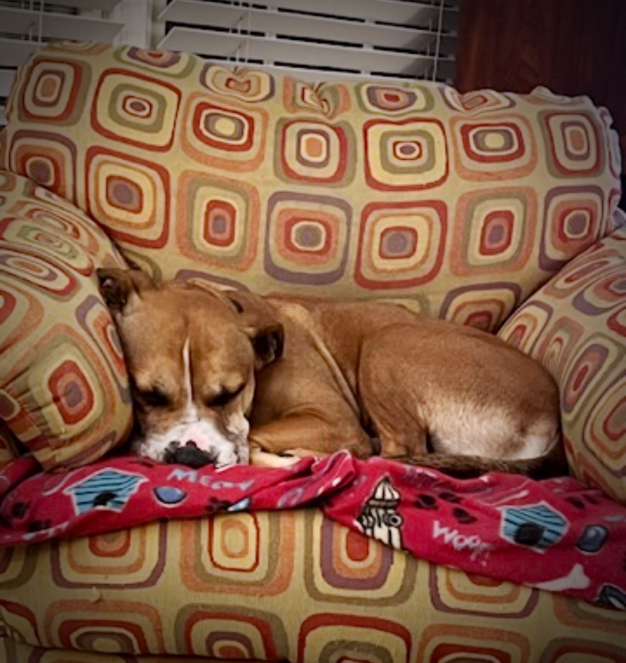 Jack, Adoptable, Senior Male Boxer & Labrador Retriever.