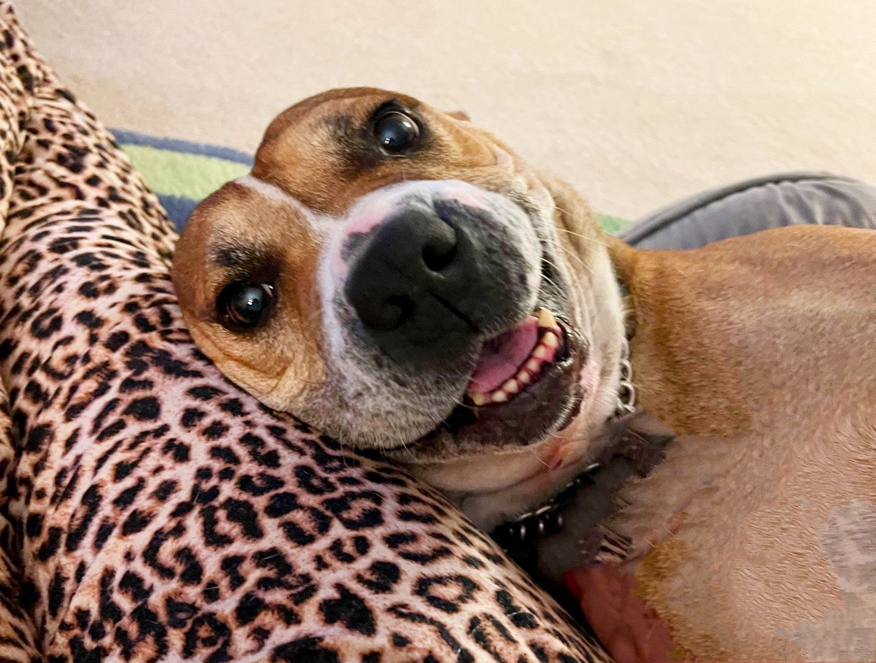 Jack, Adoptable, Senior Male Boxer & Labrador Retriever.