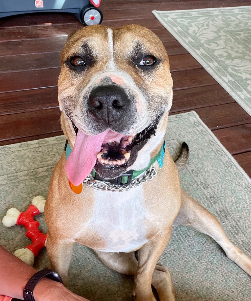 Jack, a Adoptable mixed breed in Horse Shoe, NC image 3/5