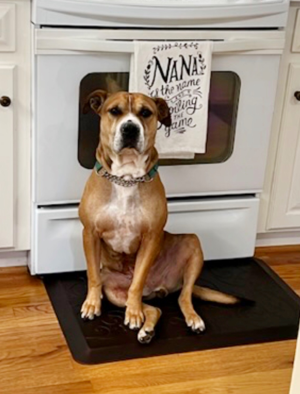 Jack, a Adoptable mixed breed in Horse Shoe, NC image 4/5