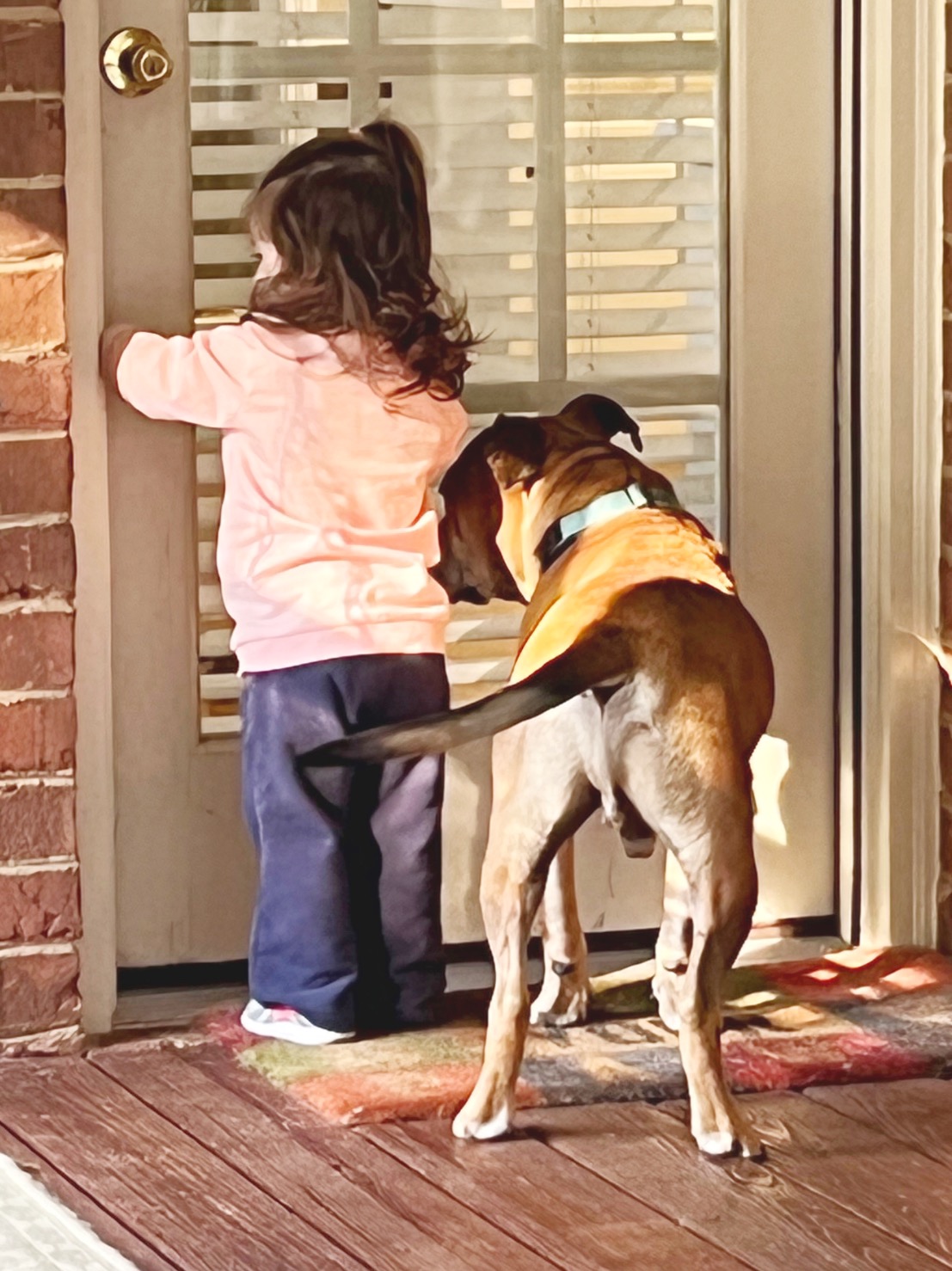 Jack, a Adoptable mixed breed in Horse Shoe, NC image 5/5