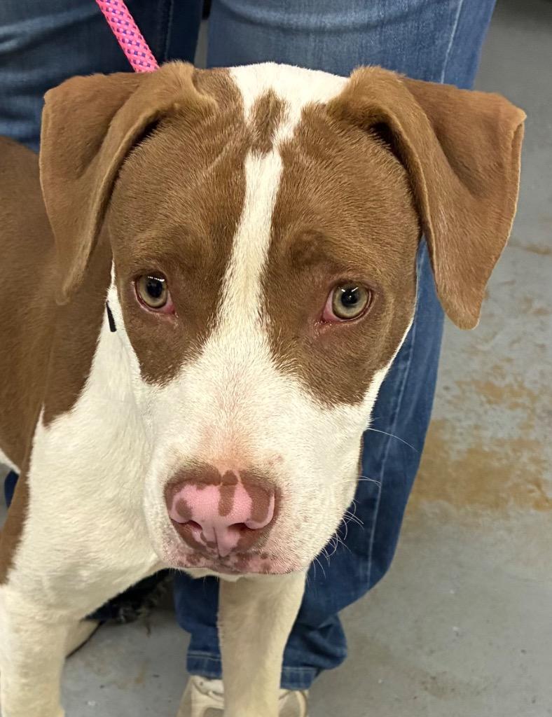 Enlarge Davie, a Adoptable Mixed Breed in Beebe, AR image 1/1