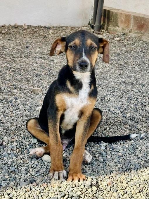 Enlarge Saint, a Adoptable mixed breed in Abbotsford, BC image 5/6