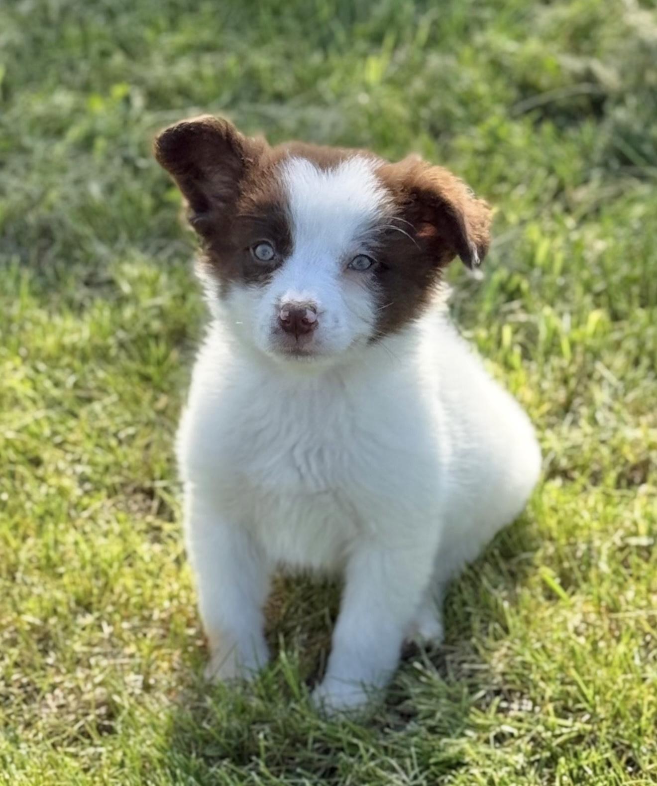 Enlarge Periwinkle, a ADOPTABLE mixed breed in Hales corners, WI image 3/4