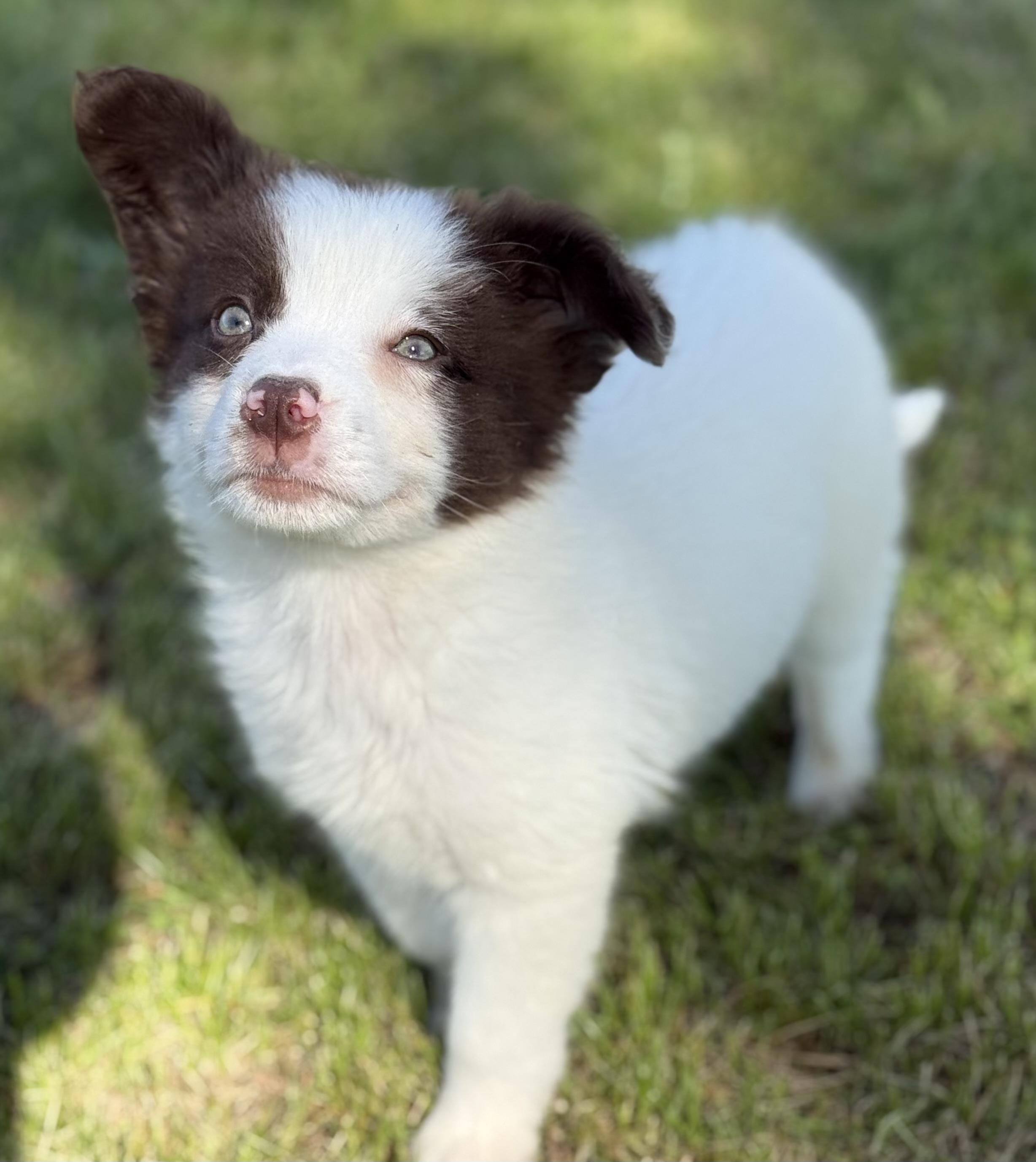 Enlarge Periwinkle, a ADOPTABLE mixed breed in Hales corners, WI image 2/4