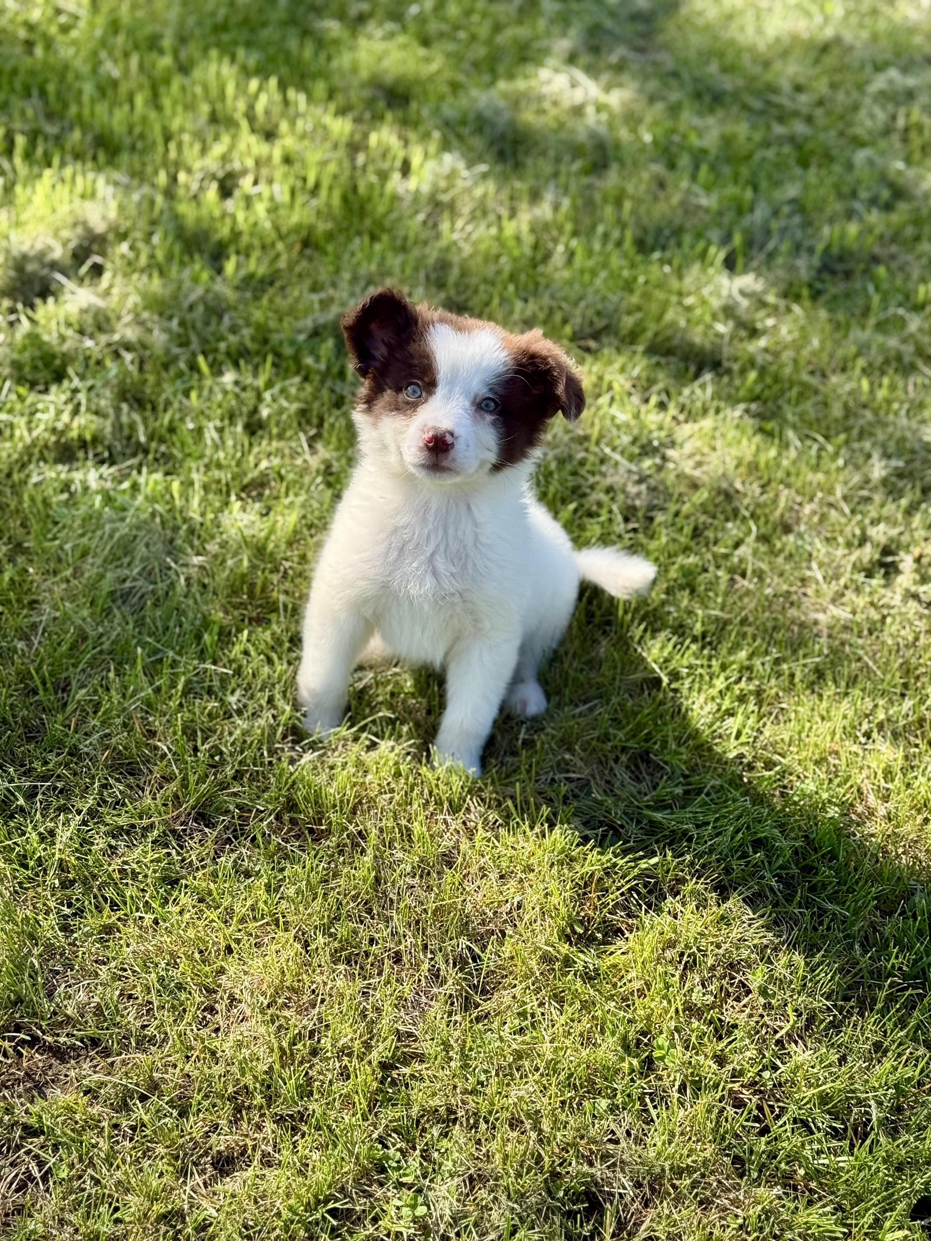 Enlarge Periwinkle, a ADOPTABLE mixed breed in Hales corners, WI image 4/4