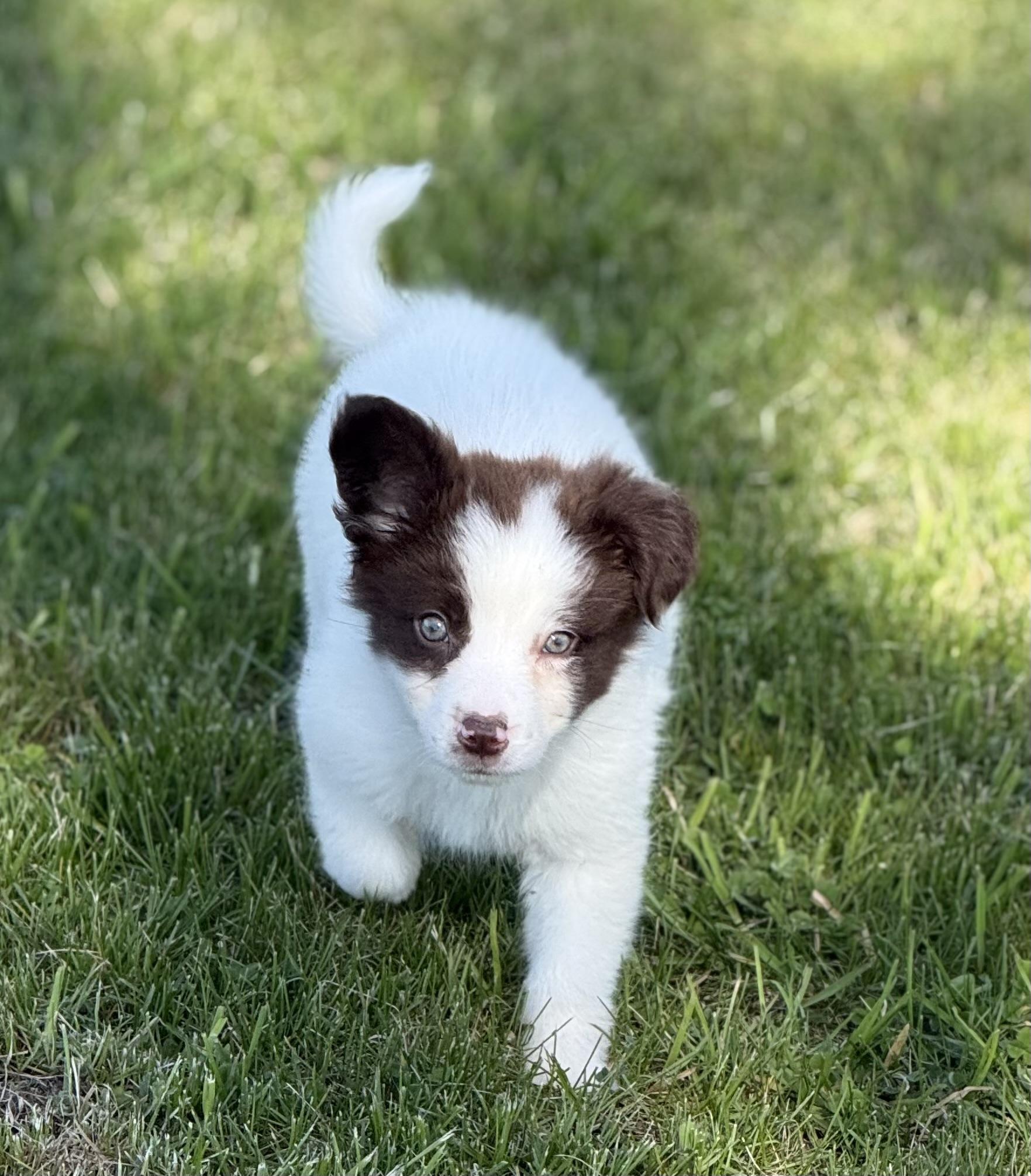 Periwinkle, ADOPTABLE, Puppy Male Australian Shepherd & Border Collie.