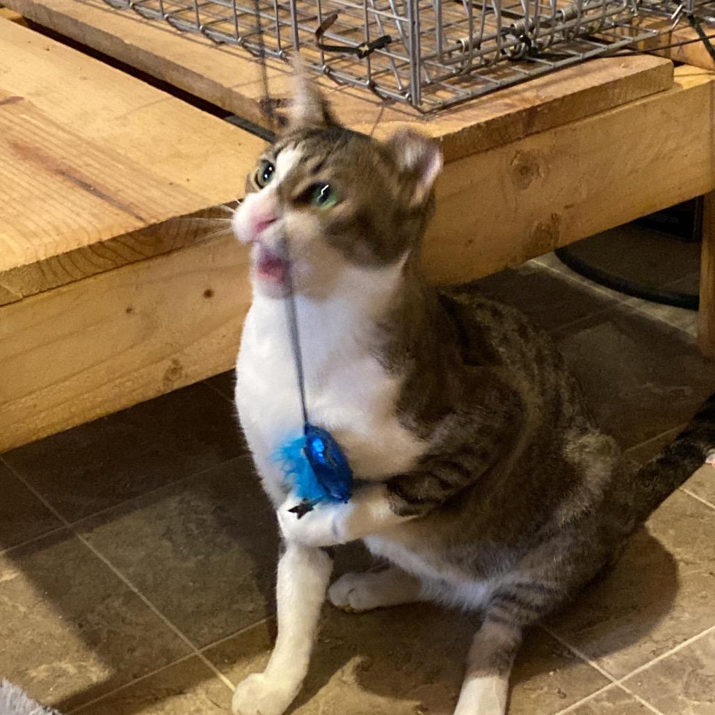 *Courtesy Listing - Friendly Boy, a Adoptable Domestic Short Hair in Tuscaloosa, AL image 1/4