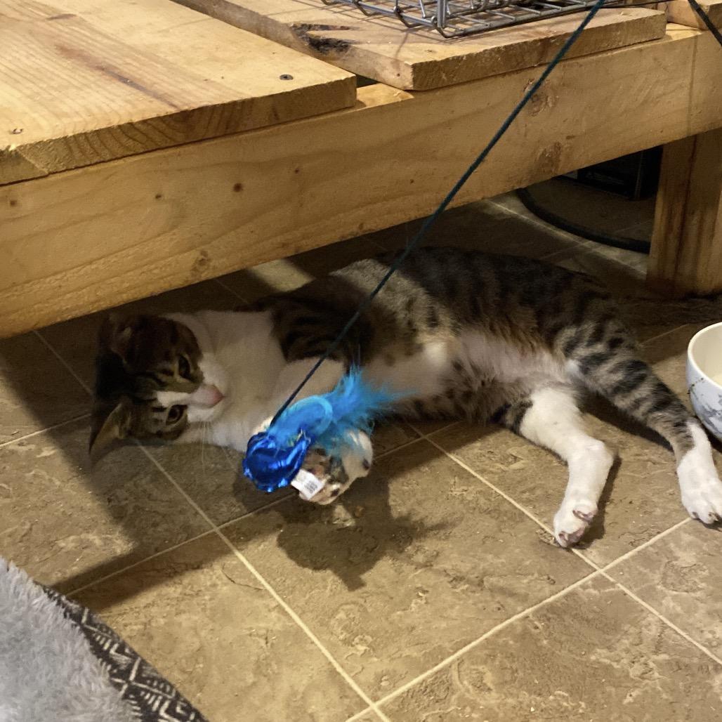 *Courtesy Listing - Friendly Boy, a Adoptable Domestic Short Hair in Tuscaloosa, AL image 2/4