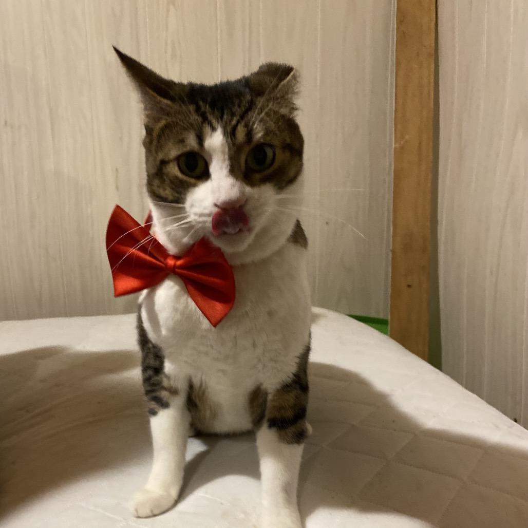 *Courtesy Listing - Friendly Boy, a Adoptable Domestic Short Hair in Tuscaloosa, AL image 3/4