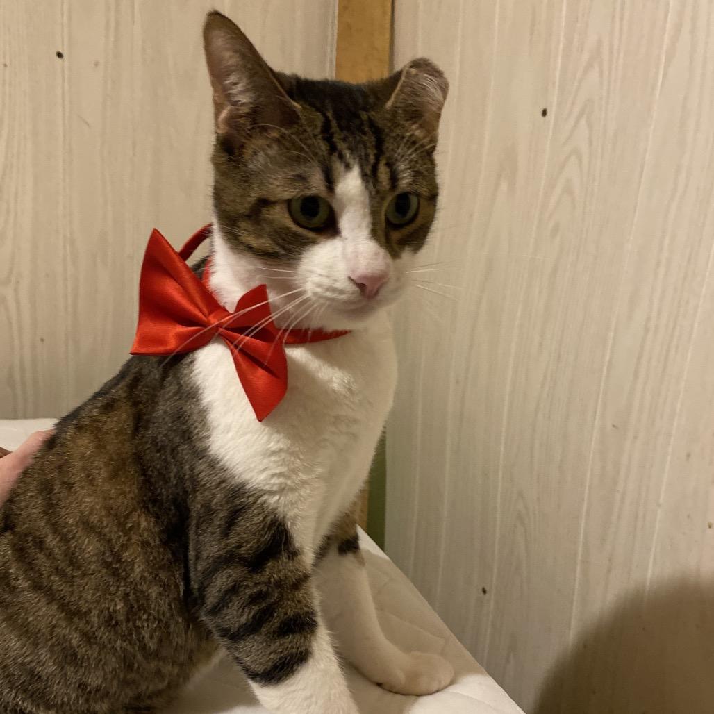 *Courtesy Listing - Friendly Boy, a Adoptable Domestic Short Hair in Tuscaloosa, AL image 4/4