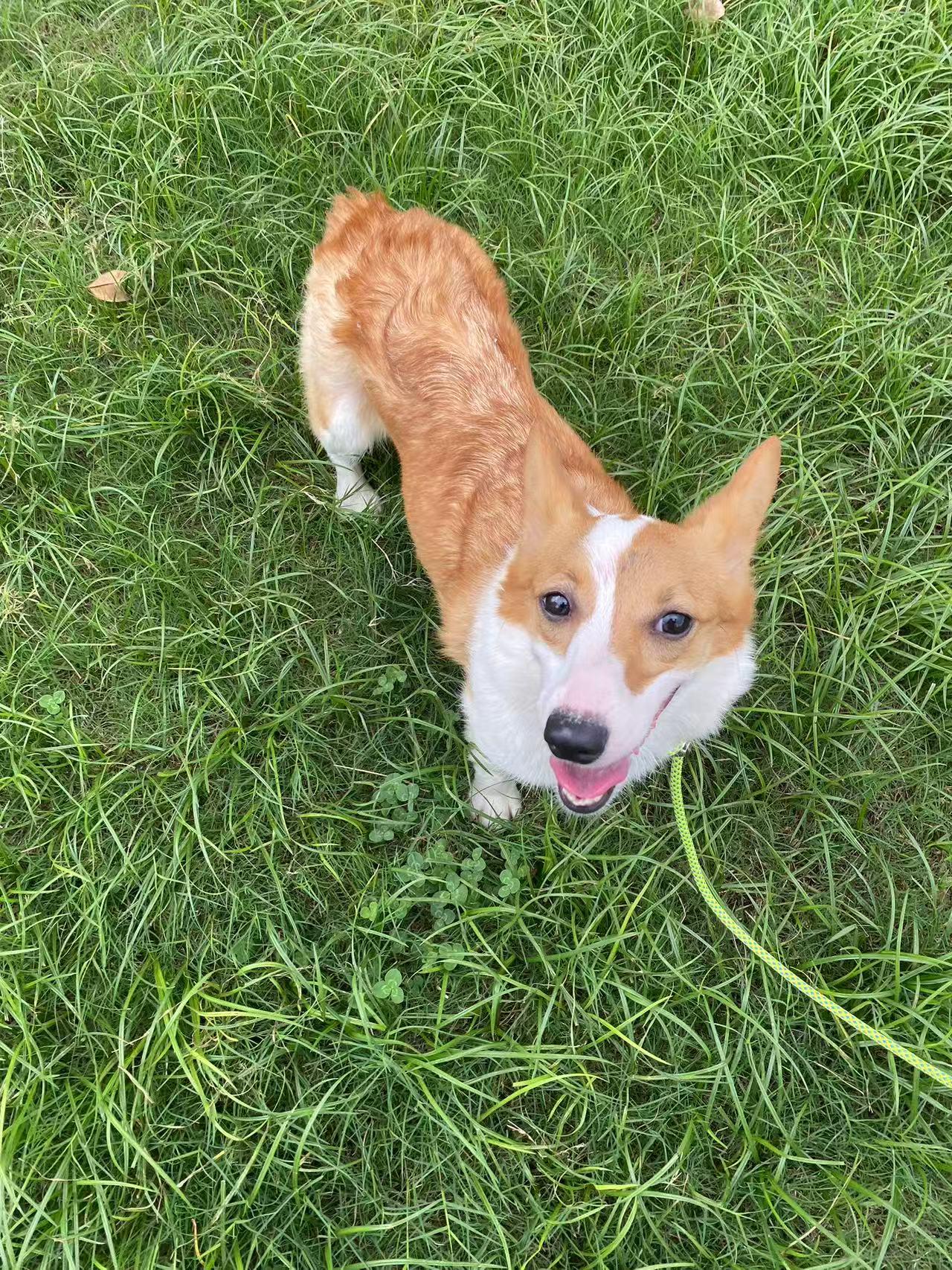 Domie, Adoptable, Young Female Corgi.