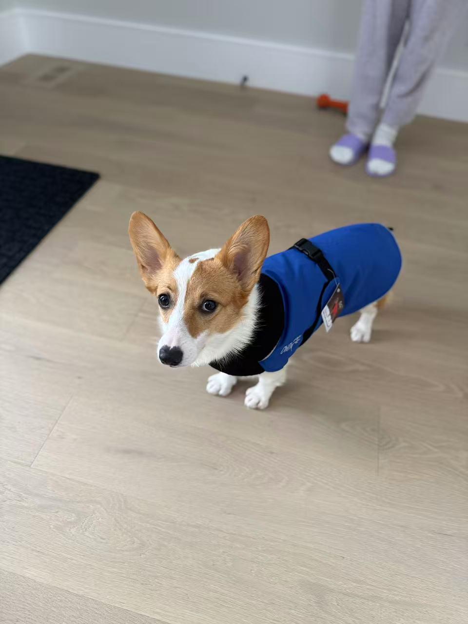 Enlarge Domie, a Adoptable Corgi in Richmond Hill, ON image 5/5