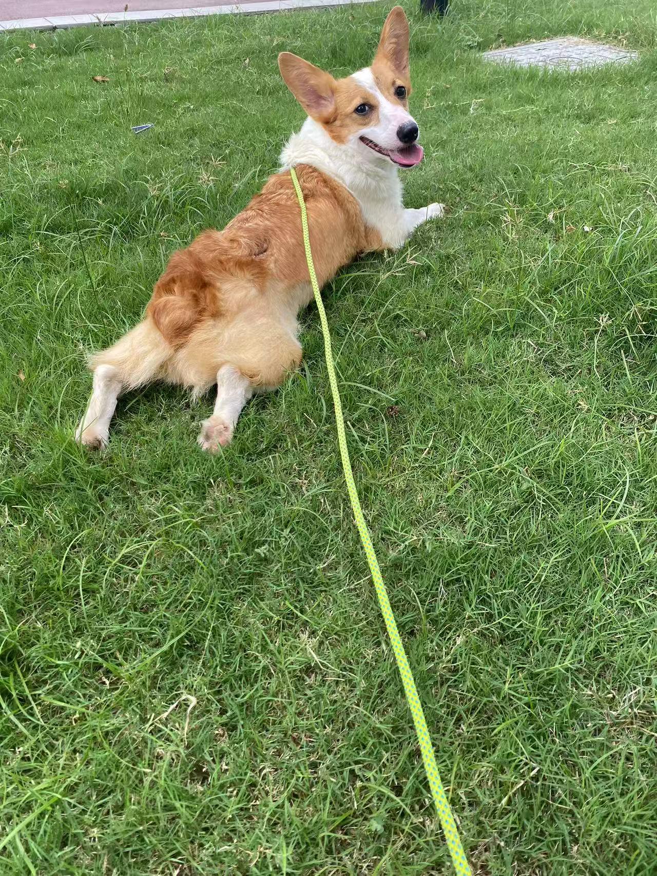 Domie, a Adoptable Corgi in Toronto, ON image 4/4