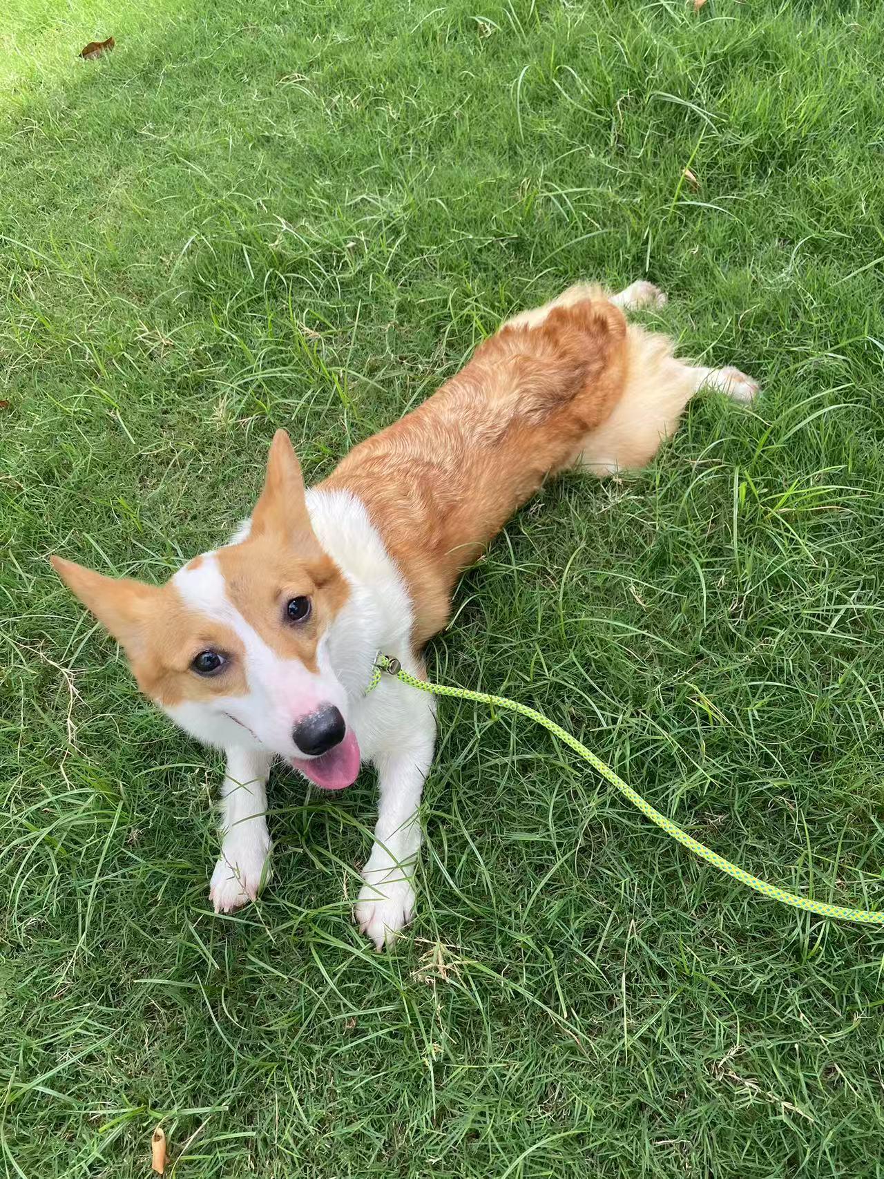 Domie, a Adoptable Corgi in Toronto, ON image 3/4