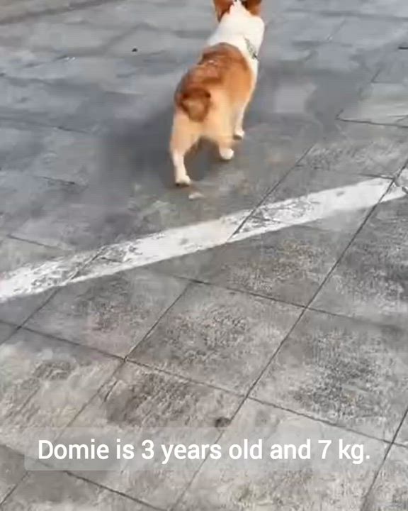 Enlarge Domie, a Adoptable Corgi in Toronto, ON video 2/4