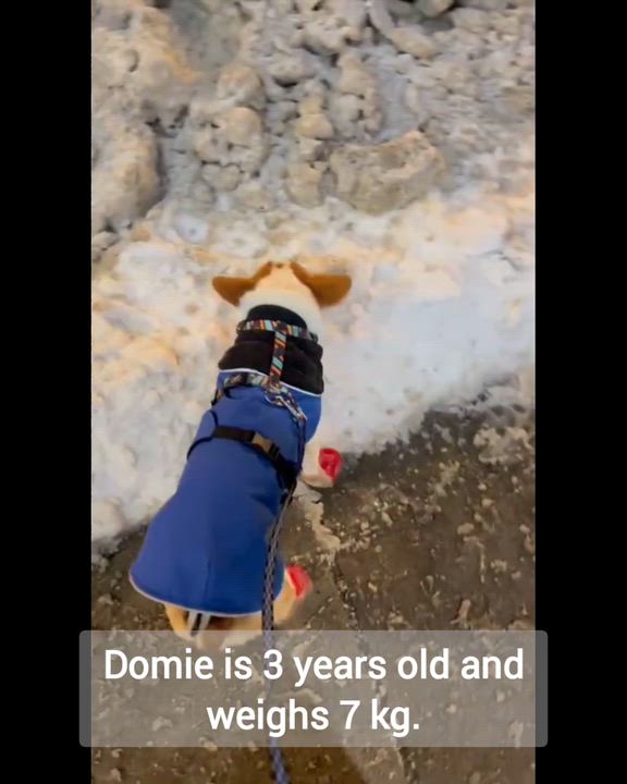 Enlarge Domie, a Adoptable Corgi in Richmond Hill, ON video 4/5