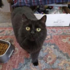 Enlarge Maddy, a Adoptable Domestic Long Hair in Kittanning, PA image 1/1