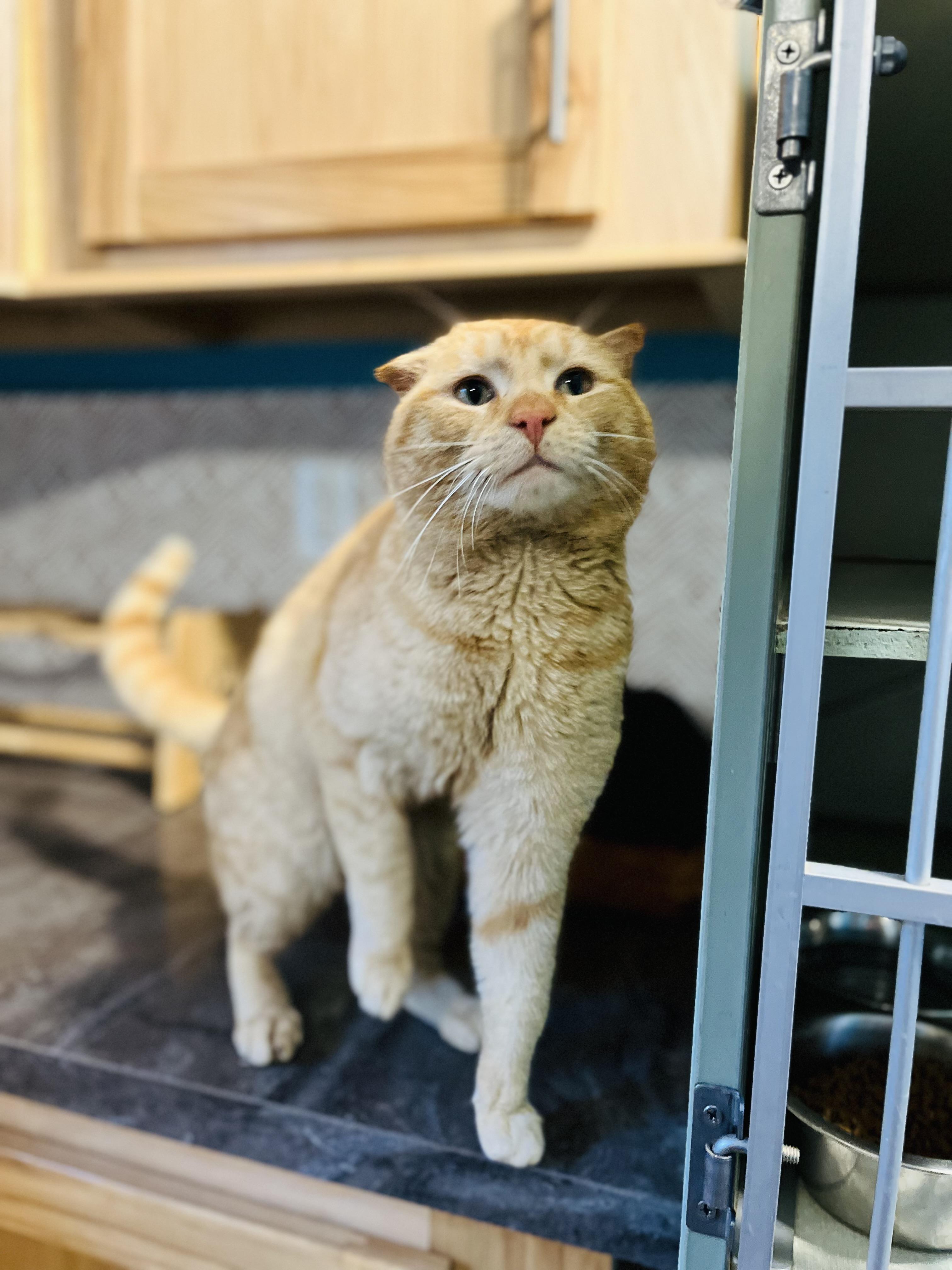 Jarvis, Adopted, Adult Male Domestic Short Hair.