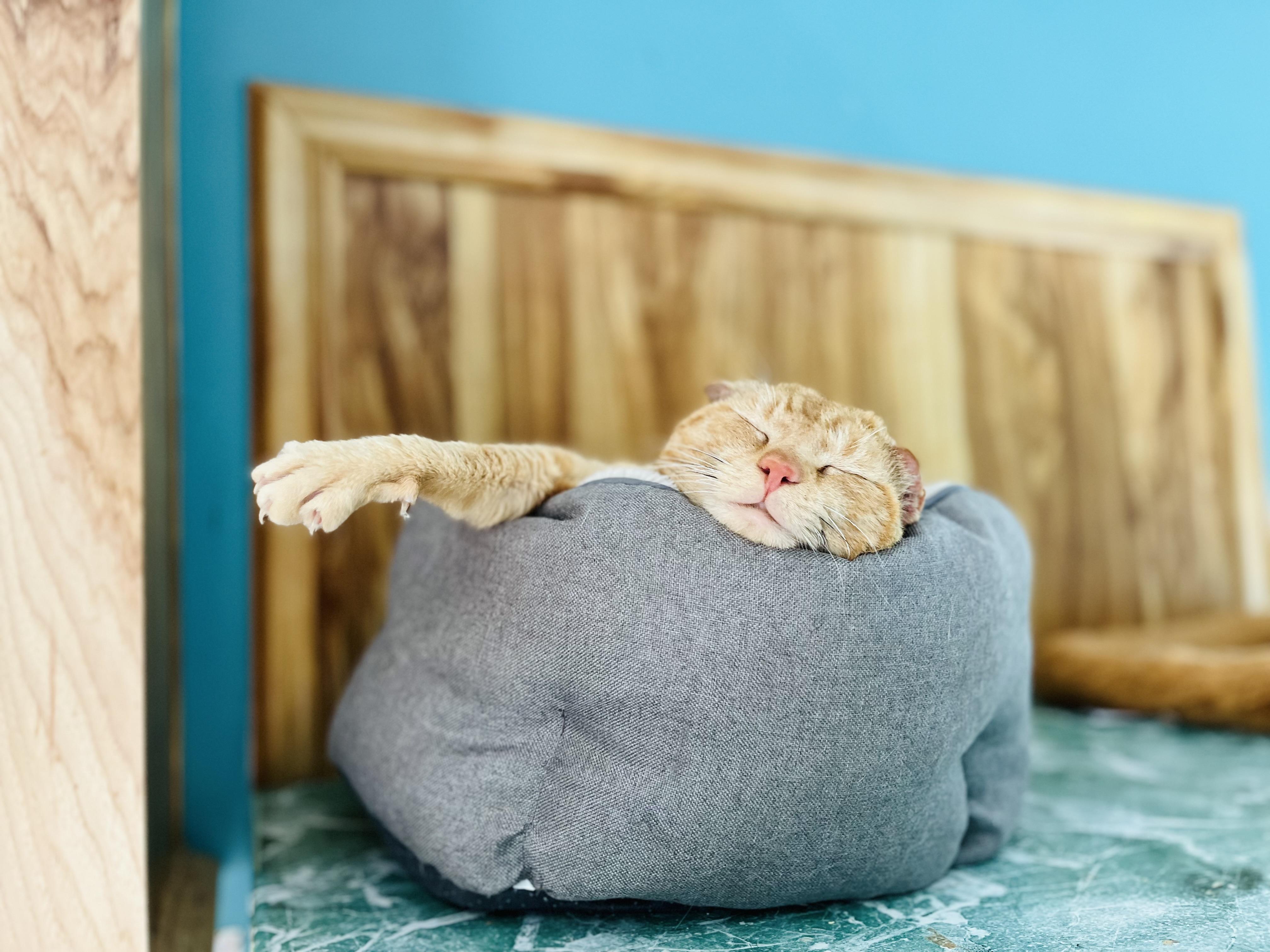 Jarvis, a Adopted Domestic Short Hair in Stockton Springs, ME image 2/3