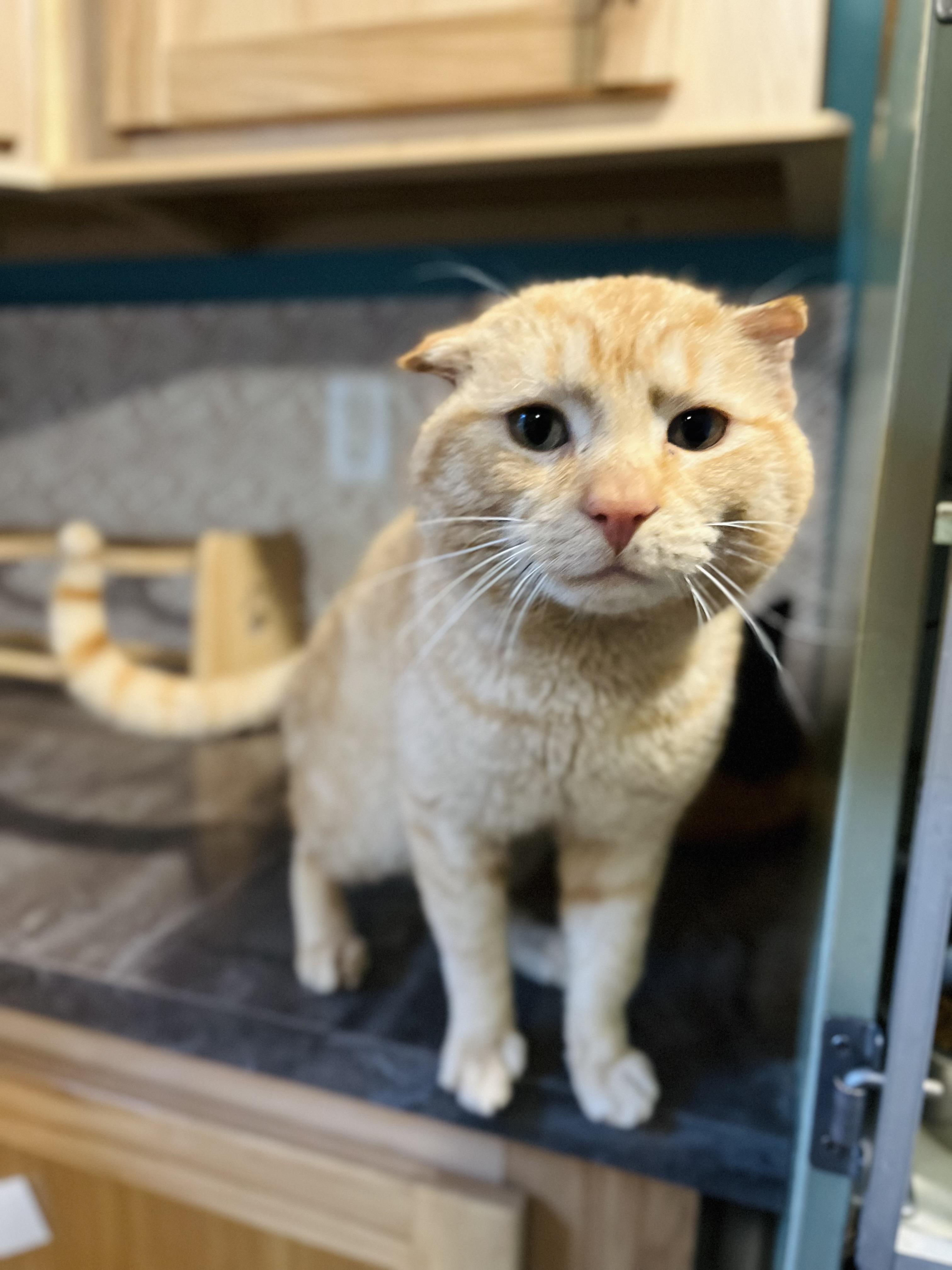 Jarvis, a Adopted Domestic Short Hair in Stockton Springs, ME image 3/3