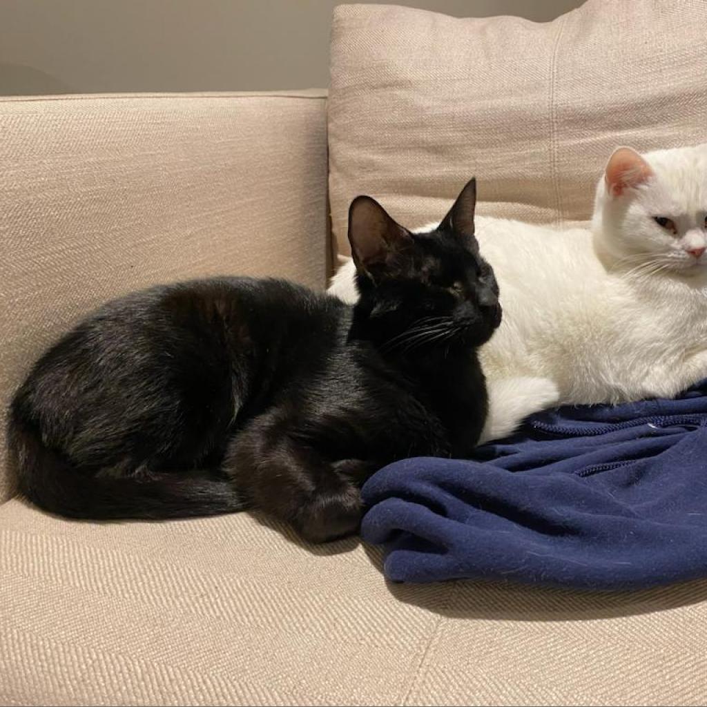 Stevie, a Adoptable Domestic Short Hair in Lions Bay, BC image 2/3