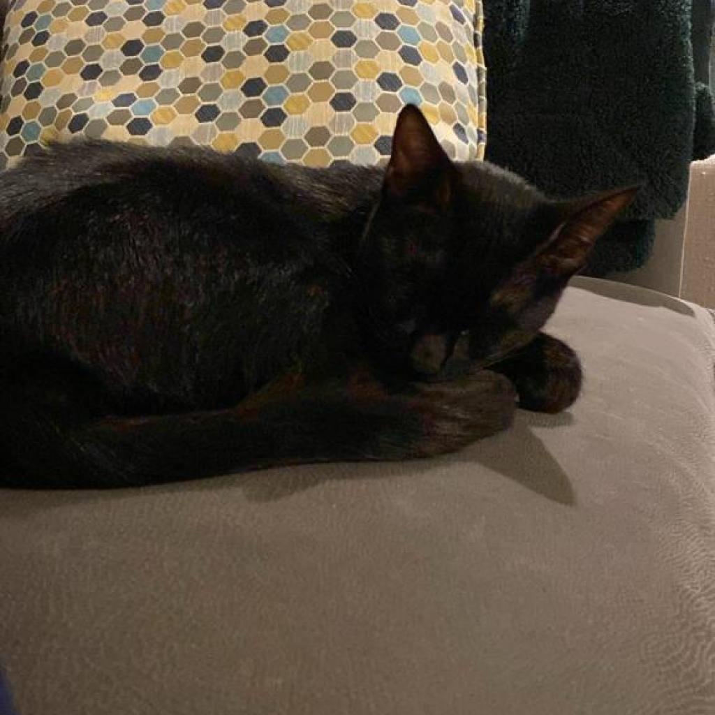 Stevie, a Adoptable Domestic Short Hair in Lions Bay, BC image 3/3