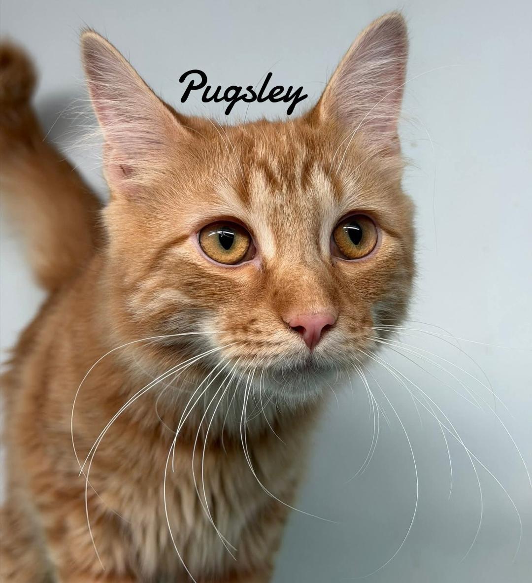 Pugsley, Adopted, Young Male Domestic Medium Hair.