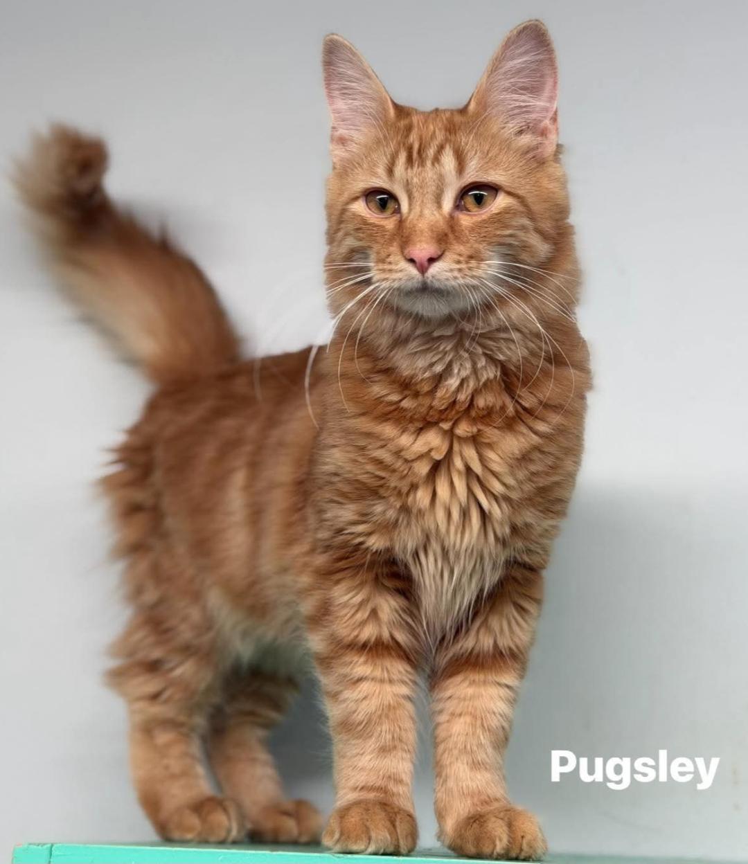 Enlarge Pugsley, a Adopted Domestic Medium Hair in Naugatuck, CT image 2/3
