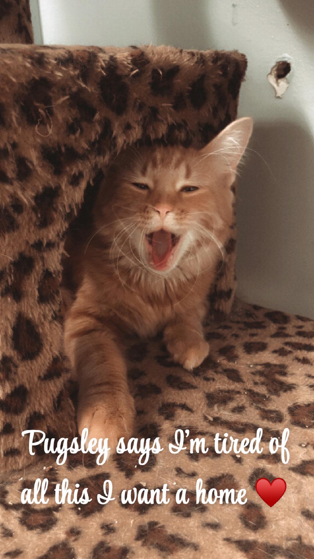 Enlarge Pugsley, a Adopted Domestic Medium Hair in Naugatuck, CT image 3/3