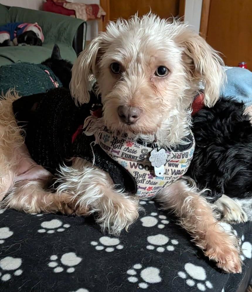Sawyer, ADOPTABLE, Young Male West Highland White Terrier / Westie.