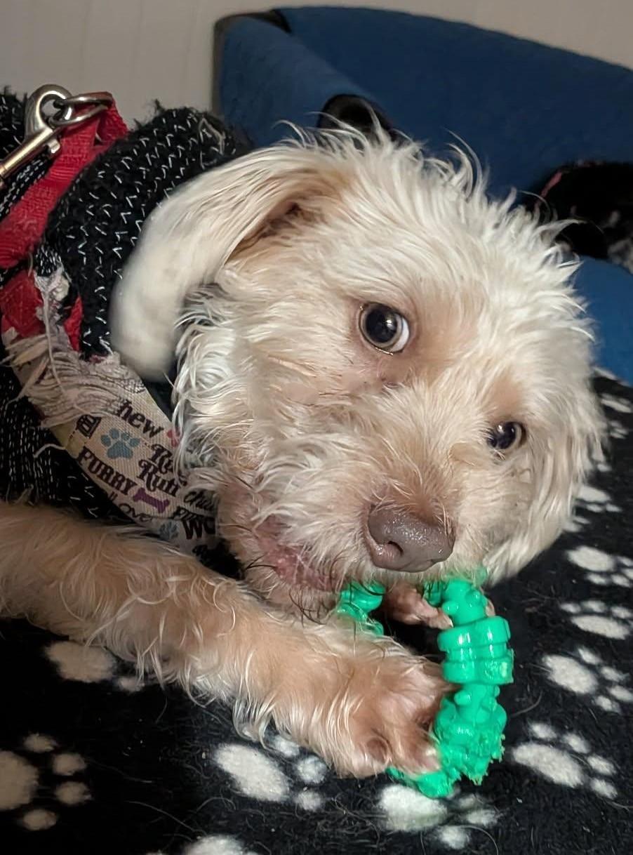 Enlarge Sawyer, a ADOPTABLE mixed breed in Crompond, NY image 2/3