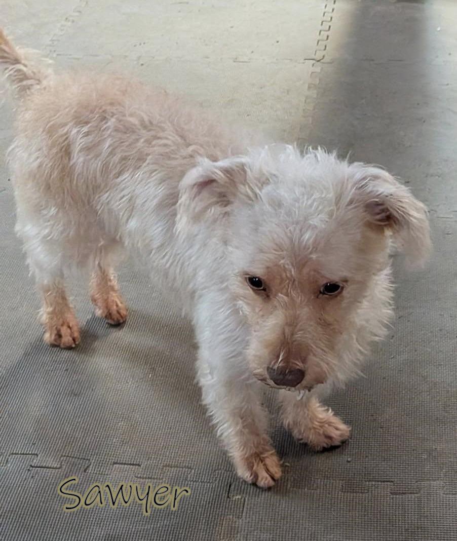 Enlarge Sawyer, a ADOPTABLE mixed breed in Crompond, NY image 3/3