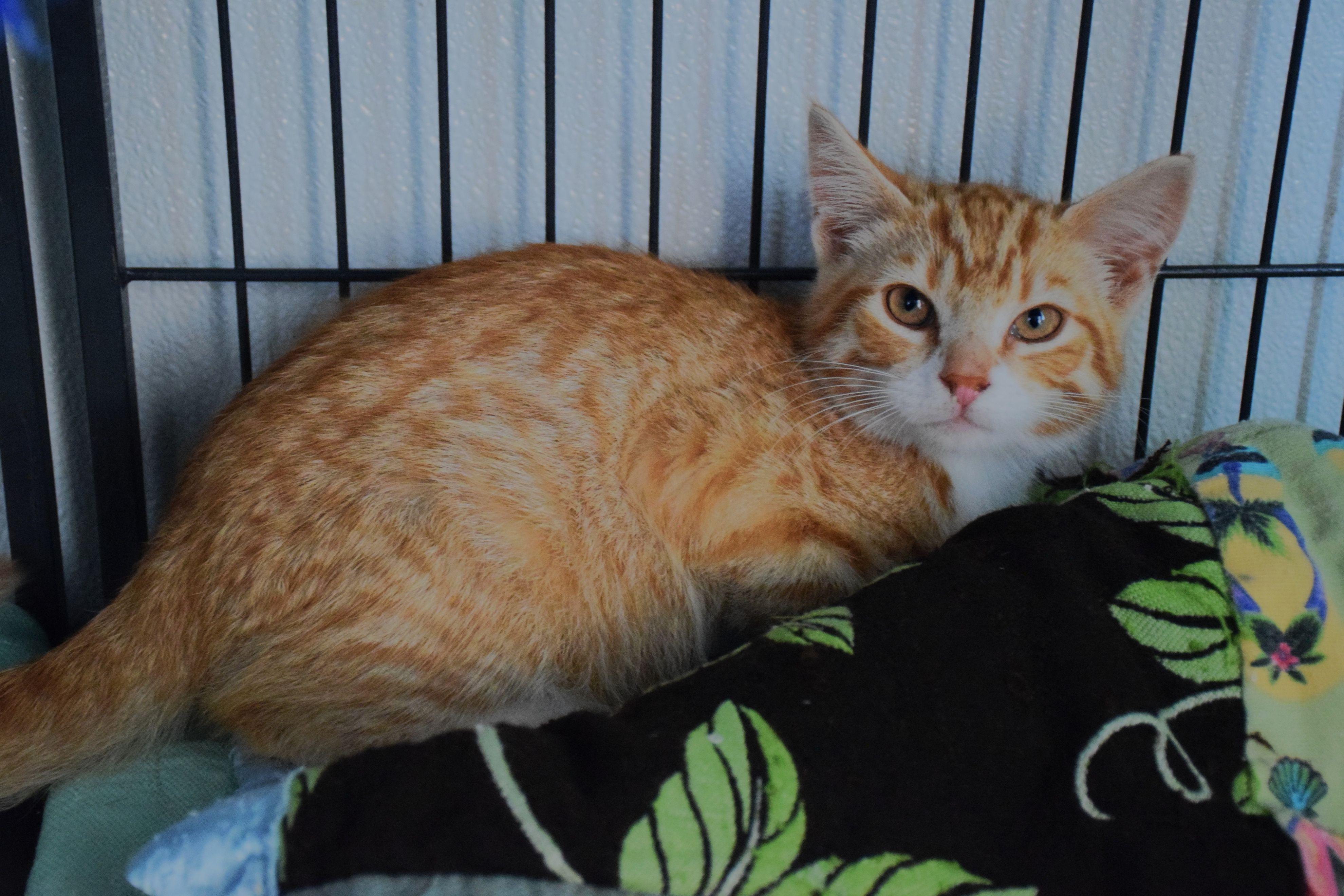 Quinn, adopted, Young Male Tabby.
