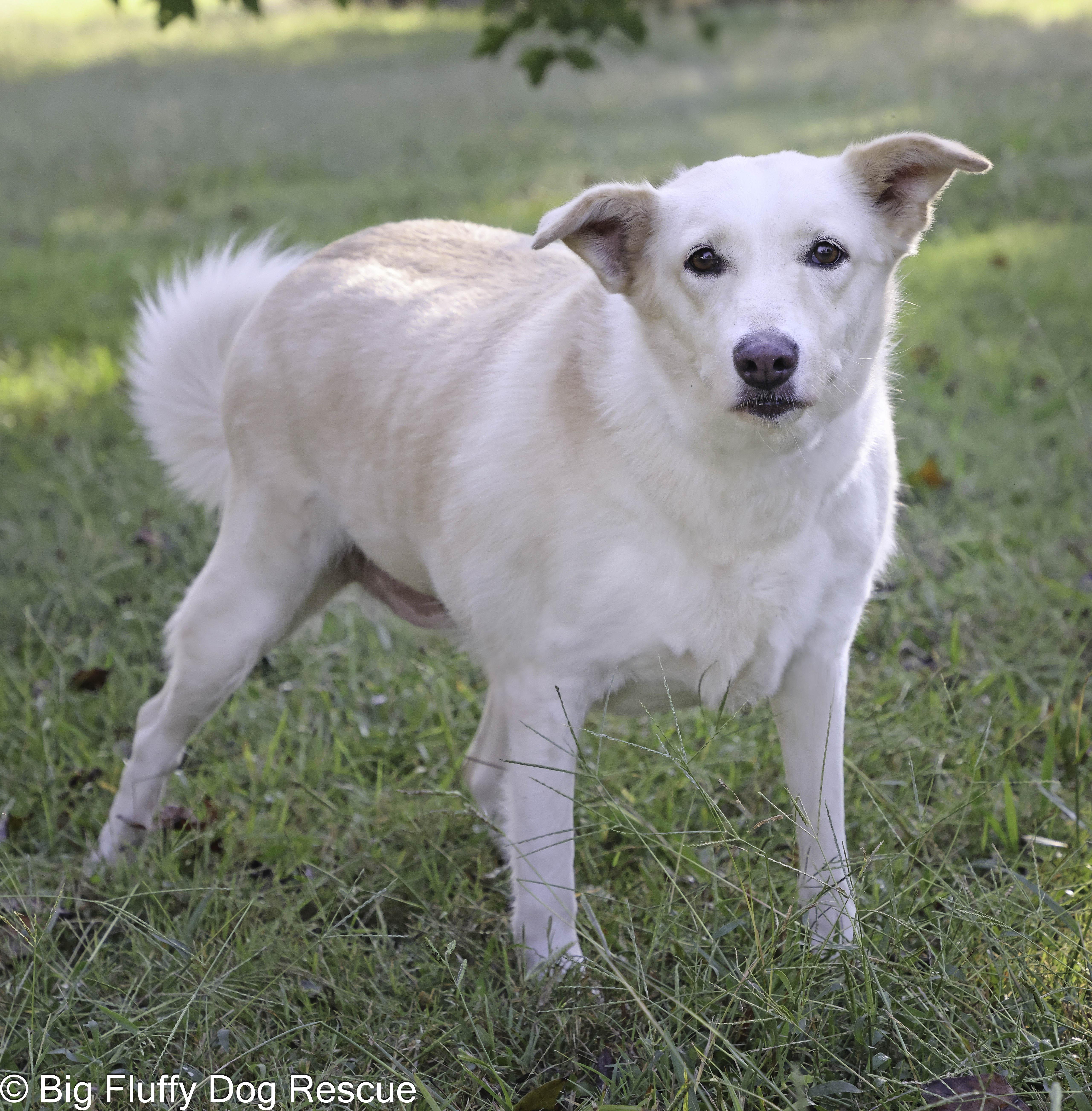 Enlarge Keri, a Adoptable mixed breed in Florence, KY image 2/5