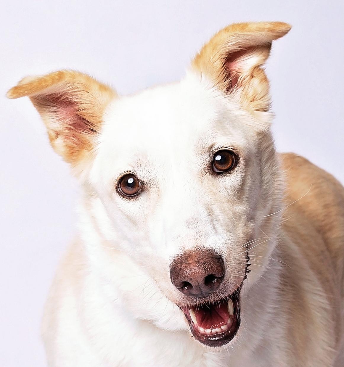 Enlarge Keri, a Adoptable mixed breed in Florence, KY image 1/5