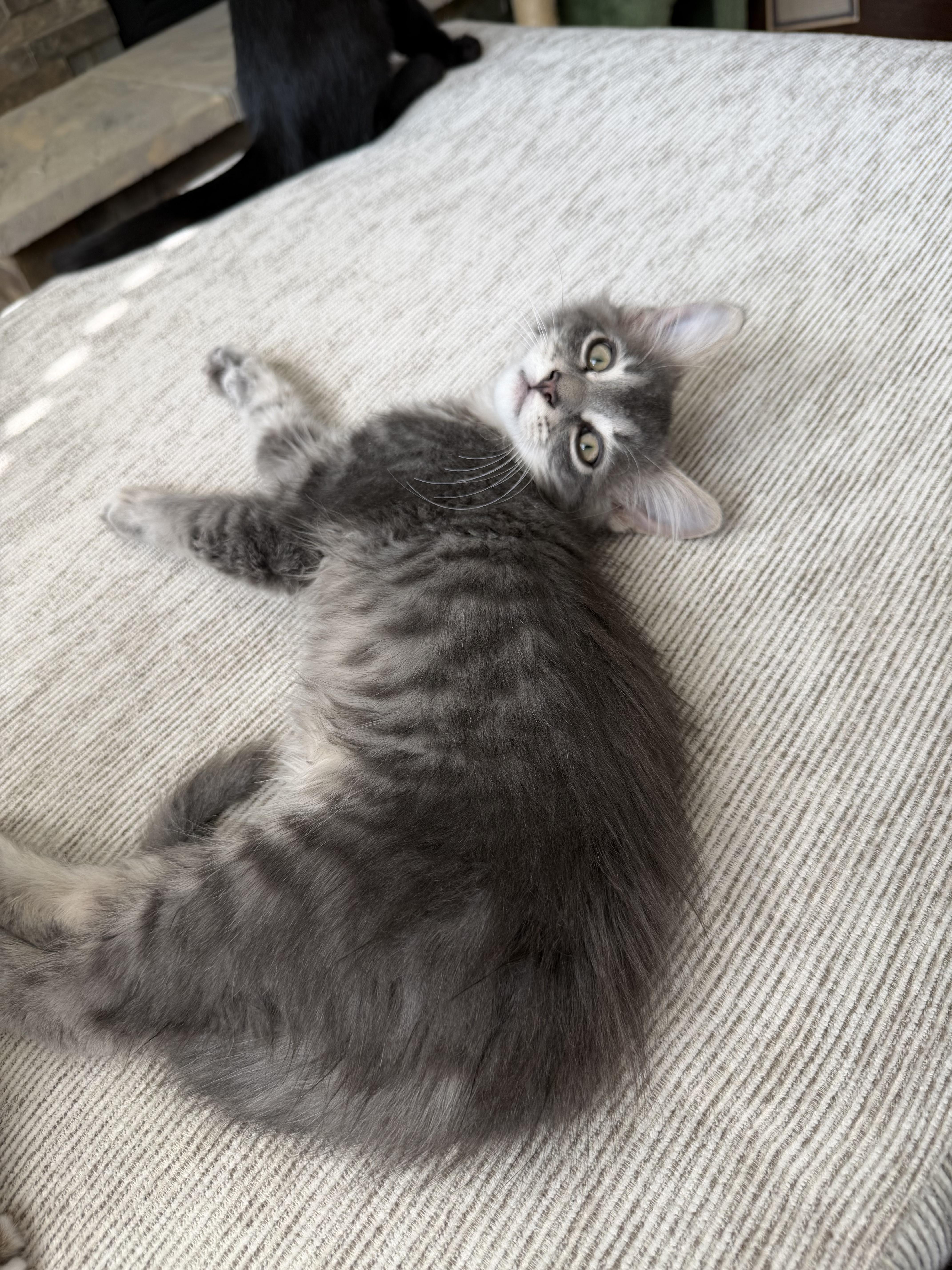 Sam, Adoptable, Kitten Male Domestic Medium Hair.