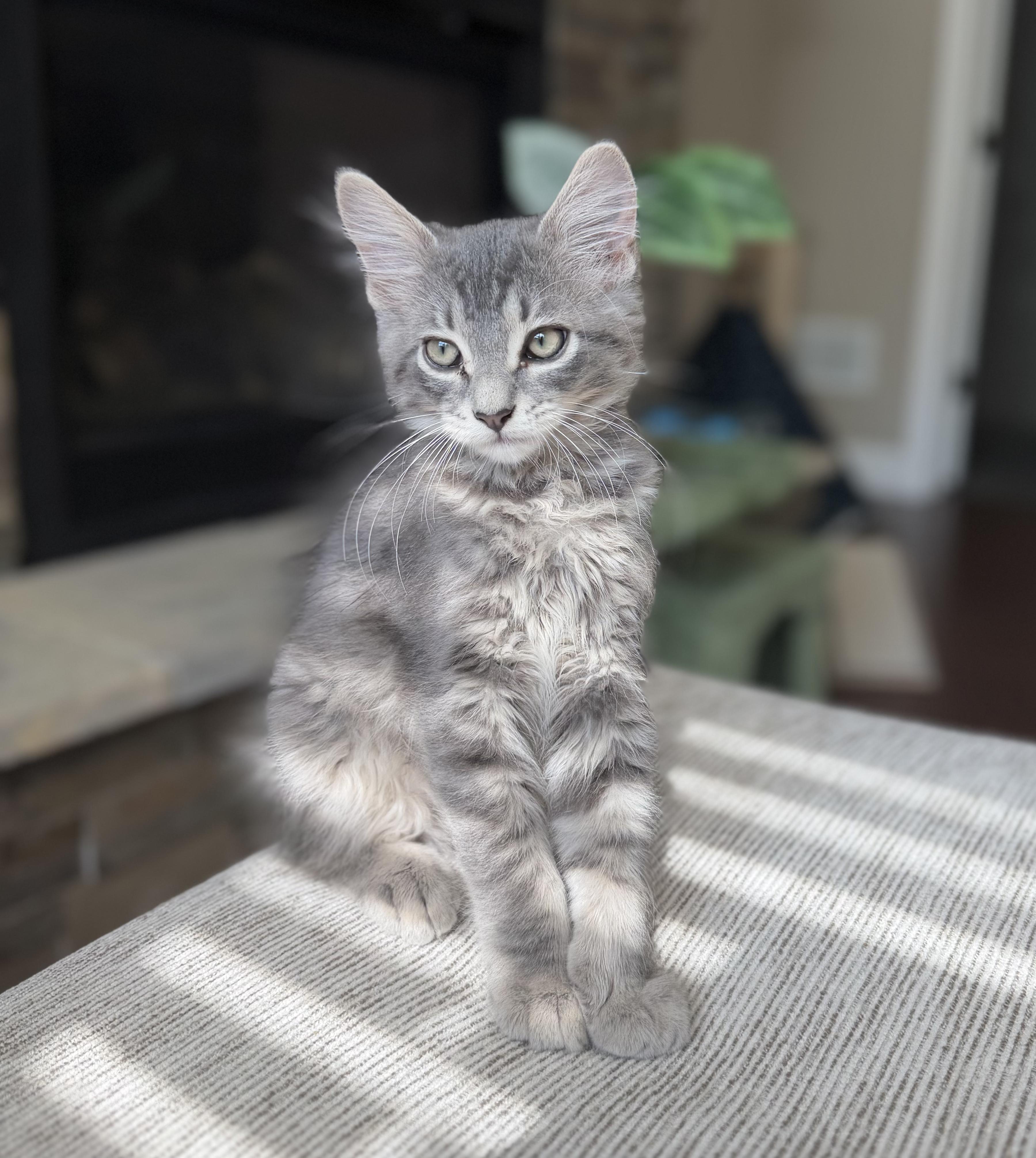 Sam, a Adoptable Domestic Medium Hair in Columbia, MO image 2/5