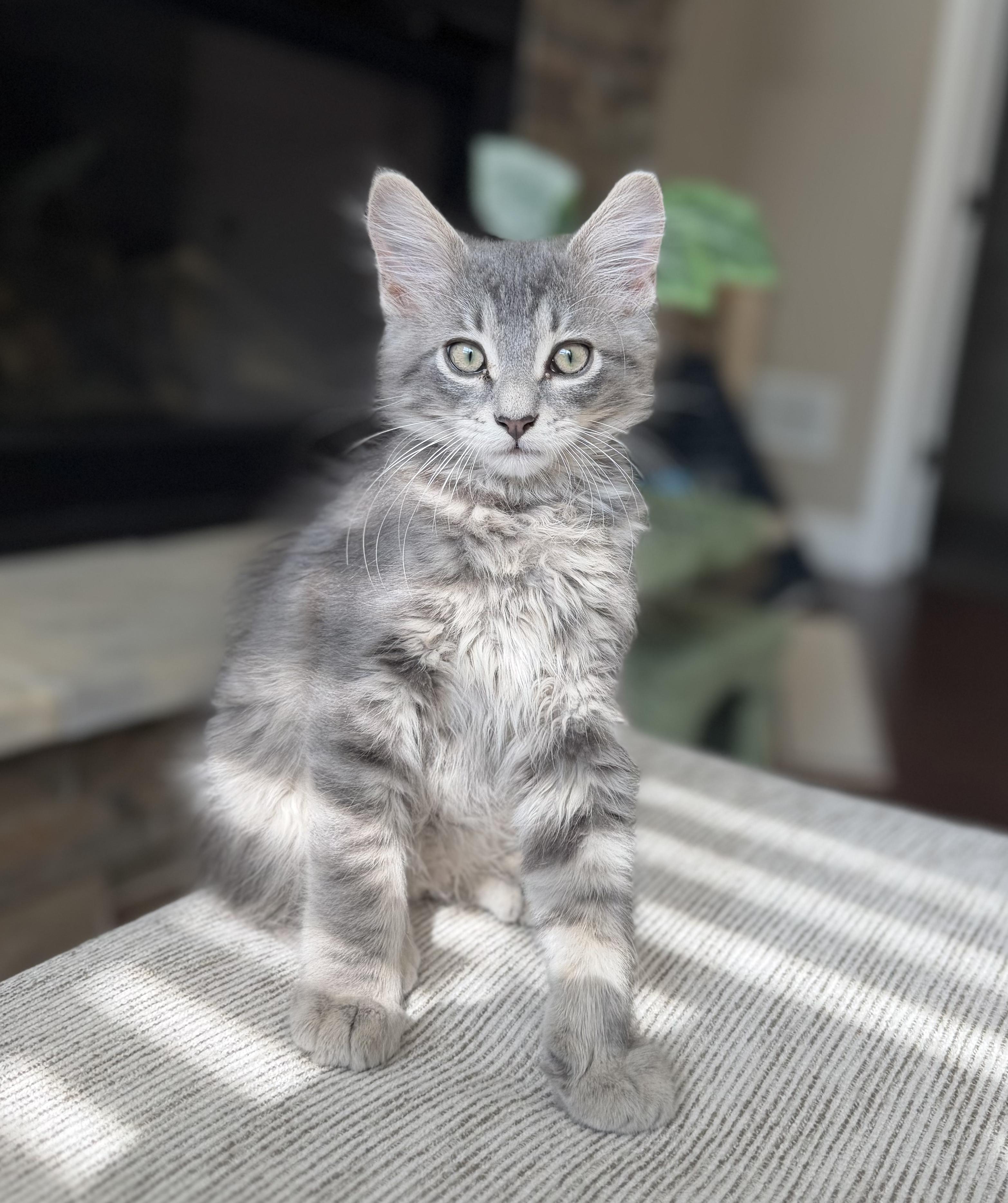 Sam, a Adoptable Domestic Medium Hair in Columbia, MO image 3/5